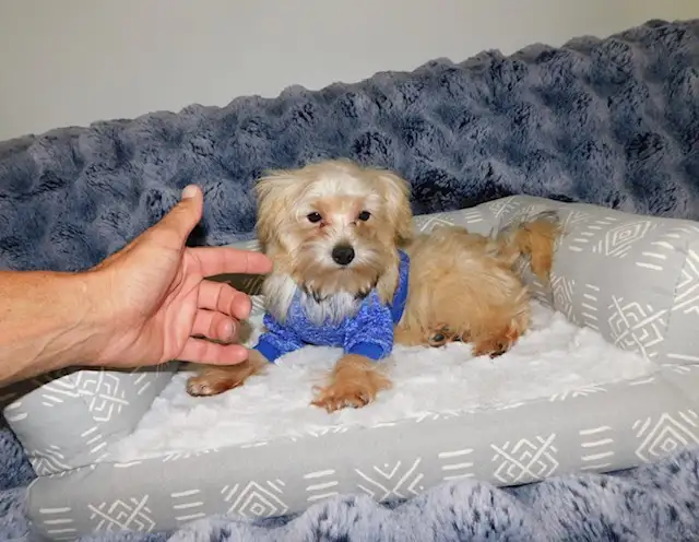 Chiots morkie in Dogs & Puppies for Rehoming in City of Montréal - Image 6