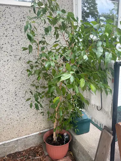Plant for free, View more