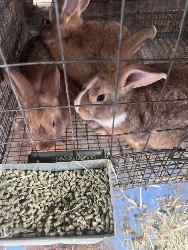 NewZealand / Flemish Bunny in Small Animals for Rehoming in Abbotsford - Image 4