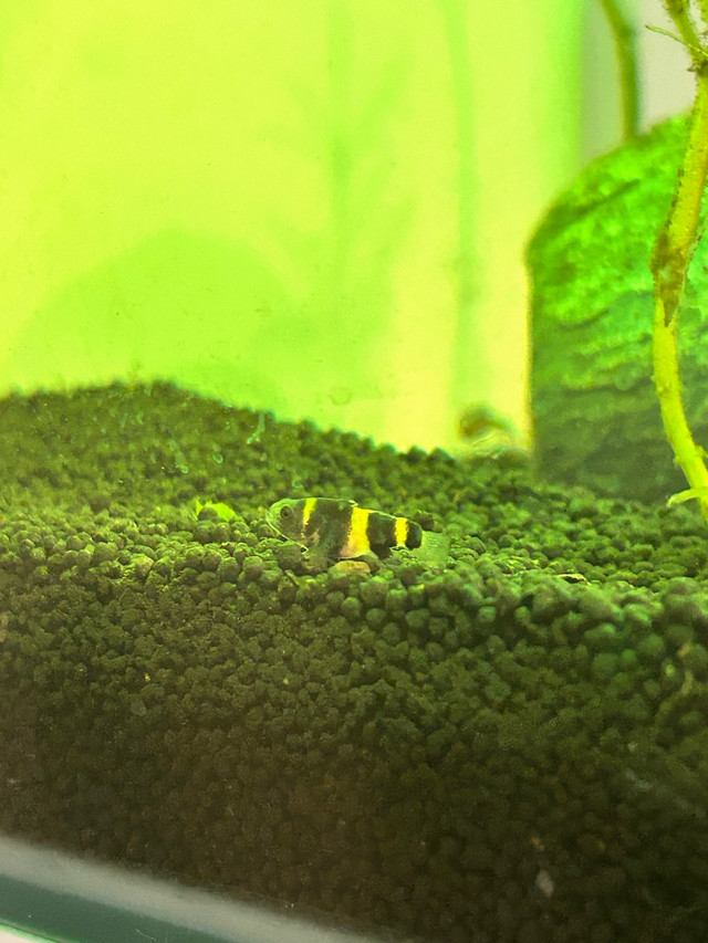 bumblebee goby pair (male&female) in Fish for Rehoming in Red Deer - Image 2