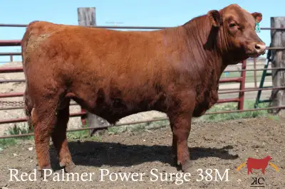 Registered Red Angus Yearling Bulls, View more