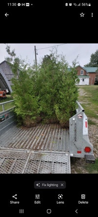 Cedar Trees  - Natural Privacy Hedges 4-12Ft Sault Ste. Marie Ontario Preview