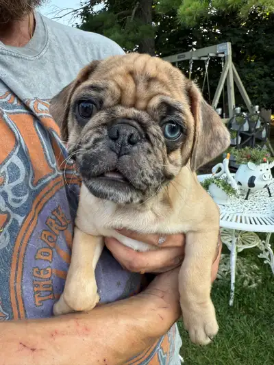 stunning pug litter ♥️, View more