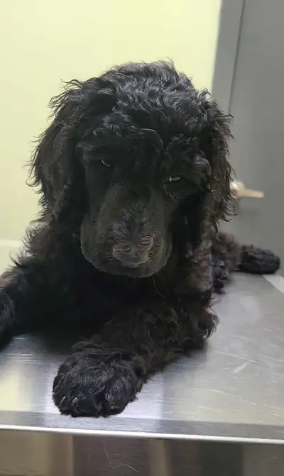 CKC Standard Poodles, View more