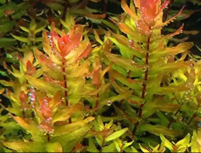 Rotala macaranda mini type 4 green (Rare) Aquarium plant, View more