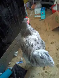 Free blue barham rooster
