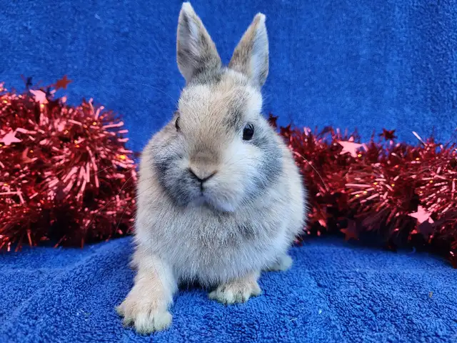 Lapin bélier Hollandais laineux * fuzzy Holland lop bunnies in Small Animals for Rehoming in City of Montréal - Image 7