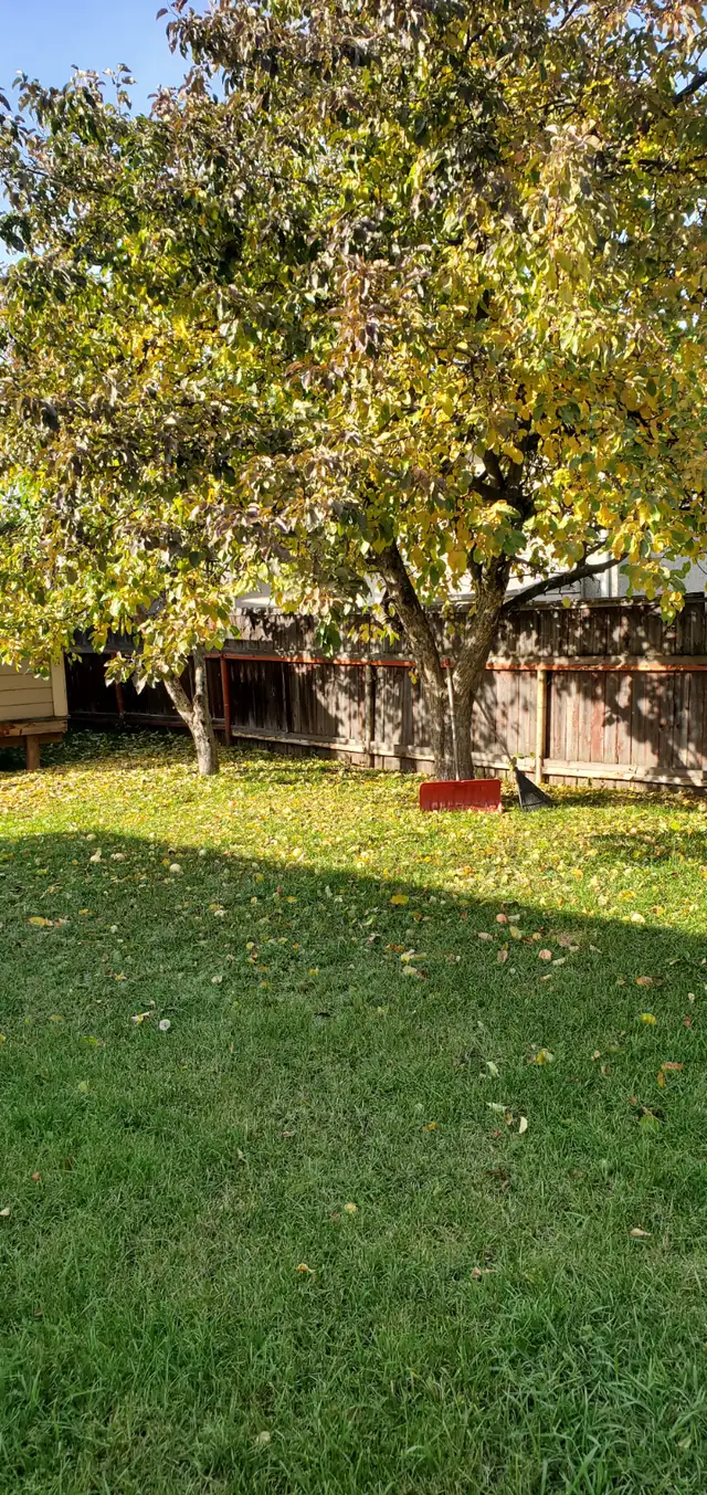 Older character home for rent. in Long Term Rentals in Prince George - Image 4