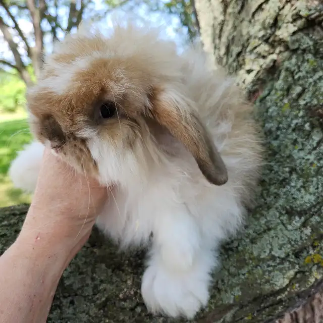 EXTRAORDINARY NETHERLAND DWARF, Mini rex, Holland lop baby bunny in Small Animals for Rehoming in Cape Breton - Image 7