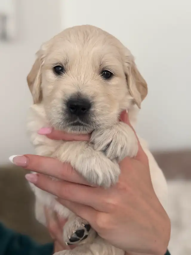Purebred English Cream Golden Retriever puppies in Dogs & Puppies for Rehoming in Mississauga / Peel Region - Image 6