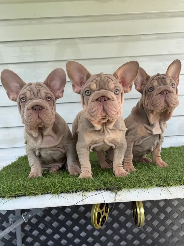 ⭐️ Velvet Isabella & Tan french bulldog - Bouledogue francais ⭐️ in Dogs & Puppies for Rehoming in Ottawa - Image 3