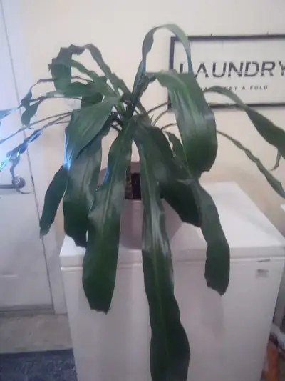 Yucca plant, View more