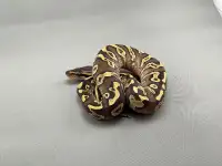 MUST GO! Male-Pastel Mojave Leopard