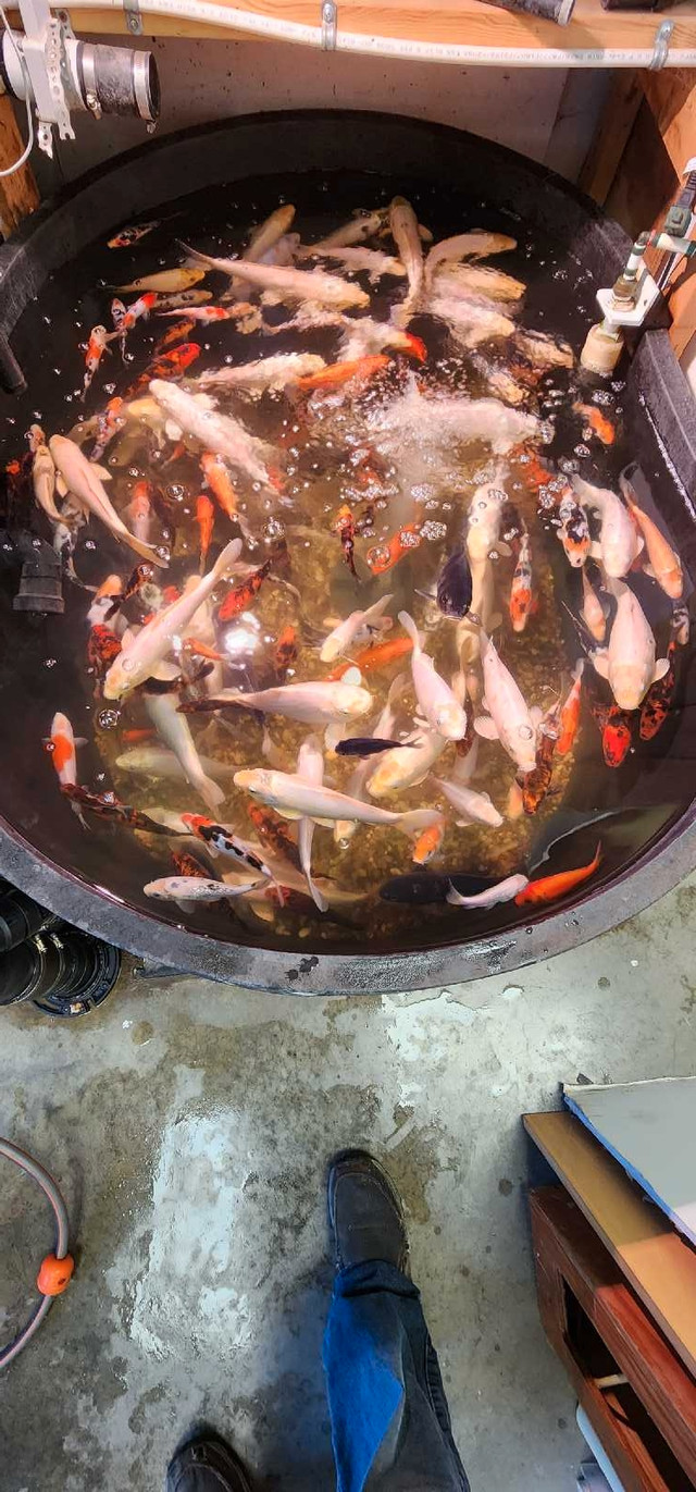 Koi Fish  for sale in Fish for Rehoming in Stratford - Image 2