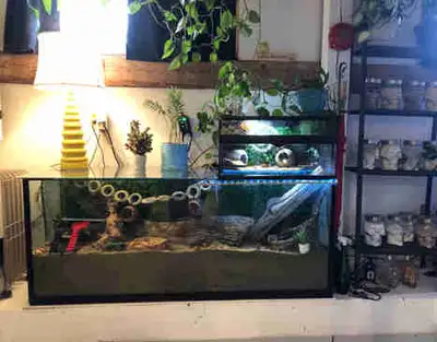 Hermit Crab Rescue/Foster/Adopt Durham Region Ontario Port Perry, View more