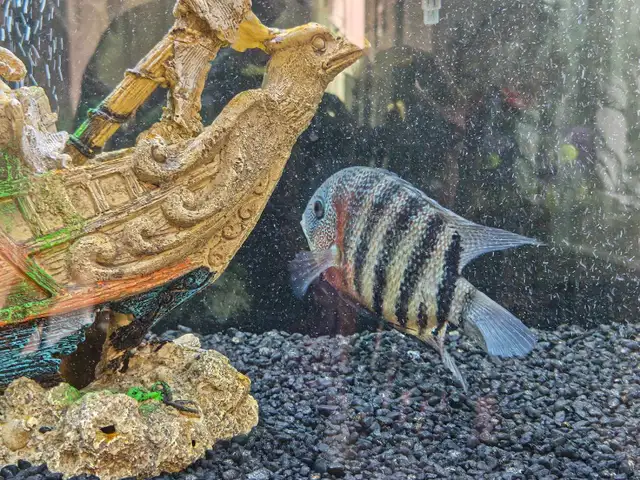 Red Tiger Severum | Fish for Rehoming | Mississauga / Peel Region ...