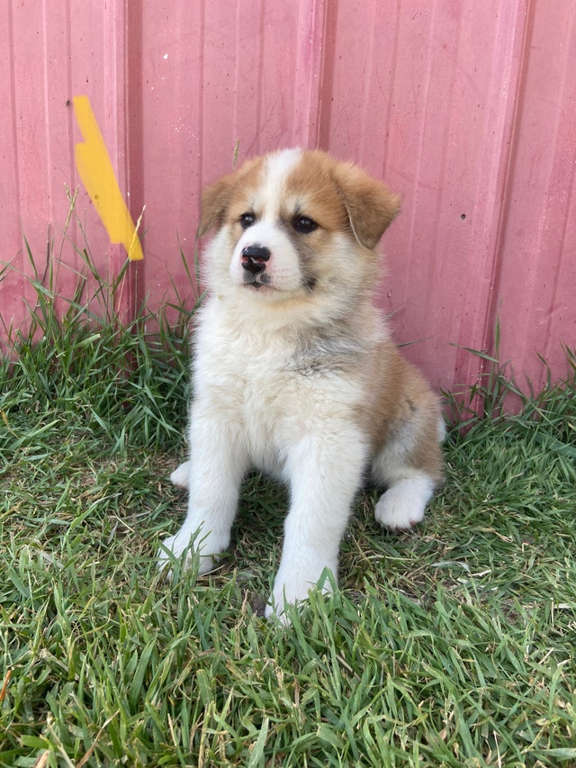 Japanese Akita cross puppies for adoption! Dogs & Puppies for