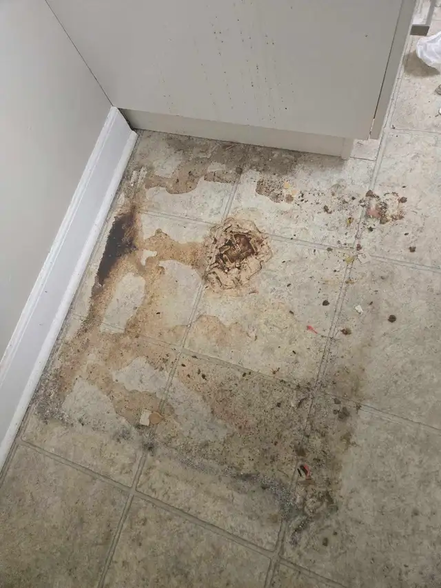 Cleaning515340100521185282