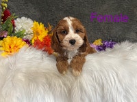 Stunning Cockapoo Puppies