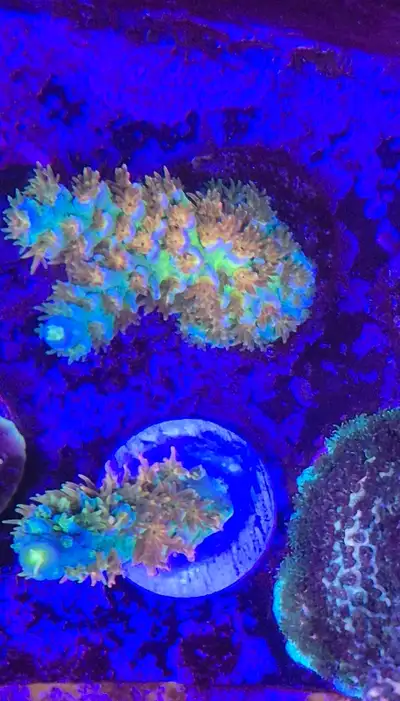 *SALE* Orange Passion Acropora Coral Reef, View more