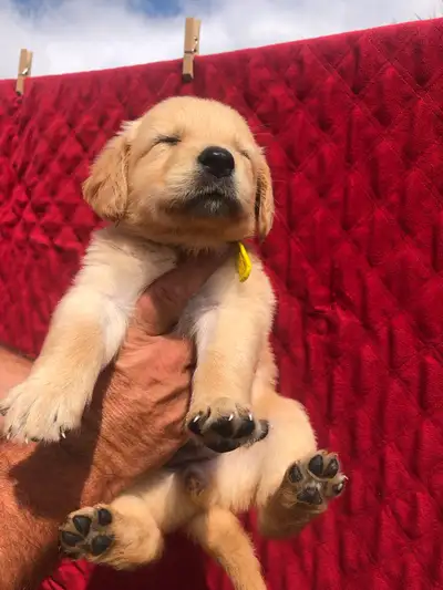 Golden Retriever Puppies, View more