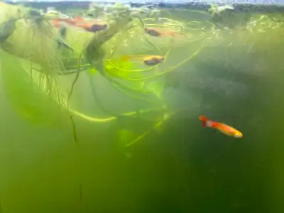 adult male guppies (sunset) glass bodied, yellow,orange tails 5$ each or 3 for 10$