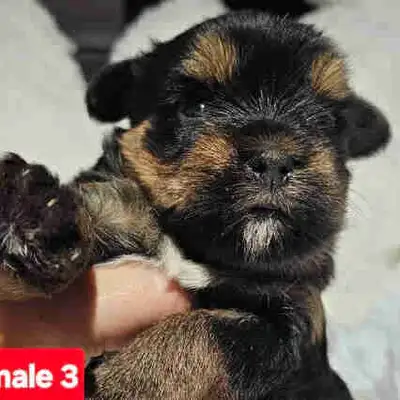 Morkie Puppies, View more