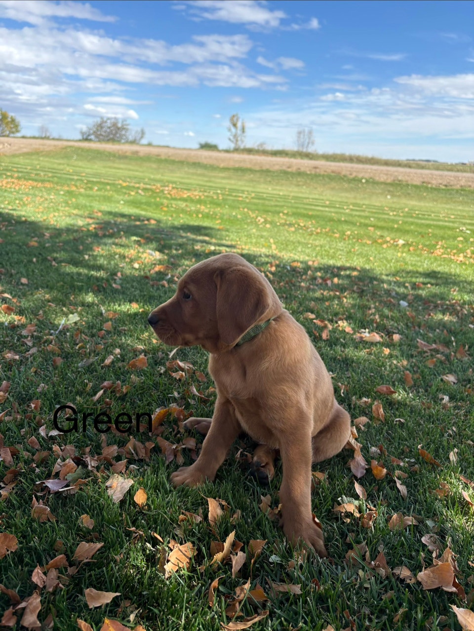 Purebred Labrador 1 left!! | Dogs & Puppies for Rehoming | Vancouver ...