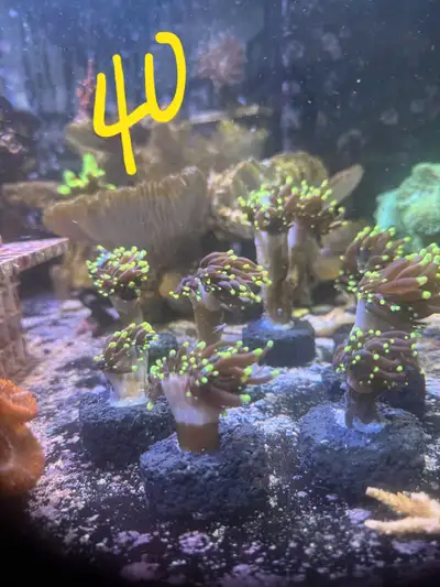 coral frags, Voir plus