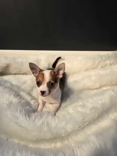 RARE Male Chihuahua Pups, View more