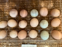 Hatching Eggs Heritage Breeds