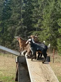 Milk goats w/ babies 