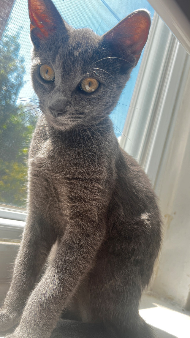 Kitten for rehoming in Cats & Kittens for Rehoming in City of Toronto