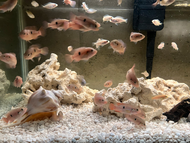 red jewel cichlids over 2” in Fish for Rehoming in Mississauga / Peel Region - Image 3