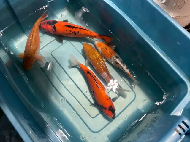 true Japanese koi in Fish for Rehoming in Calgary - Image 2