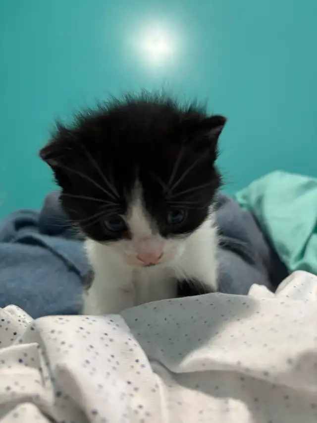 angora/persian mix in Cats & Kittens for Rehoming in City of Montréal - Image 3