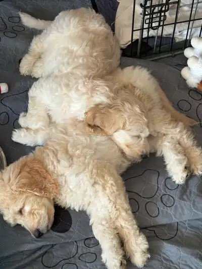 Goldendoodle Last girl waiting on her forever family to find her, View more