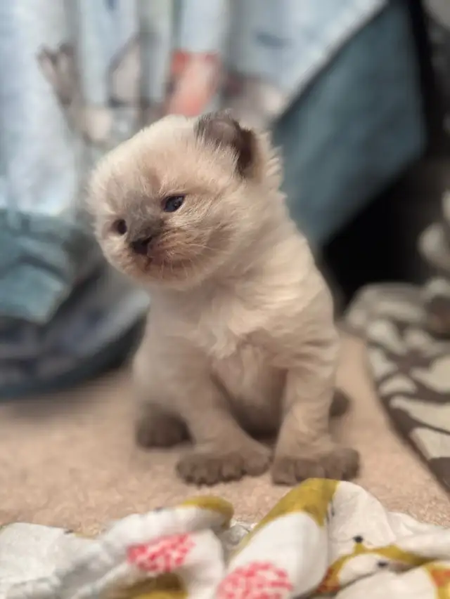 highland lynx in Cats & Kittens for Rehoming in Laval / North Shore - Image 3