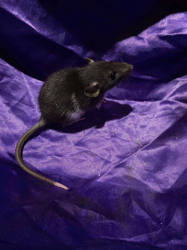 Pet rats  in Small Animals for Rehoming in Oshawa / Durham Region - Image 2