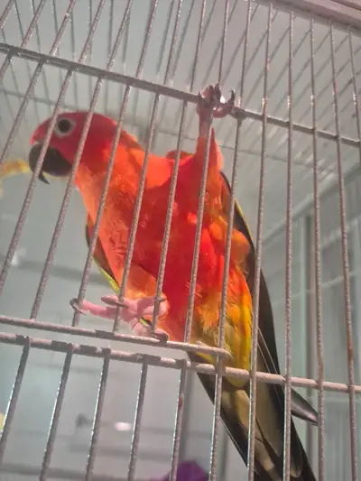 Beautiful conure – comes with all his essentials (7 items includ, View more