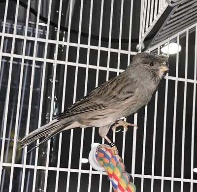 Male Crested Gloster Canary, View more