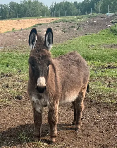 Young Female Donkey- started on the halter. Born last fall. Has had feet trimmed Delivery available...