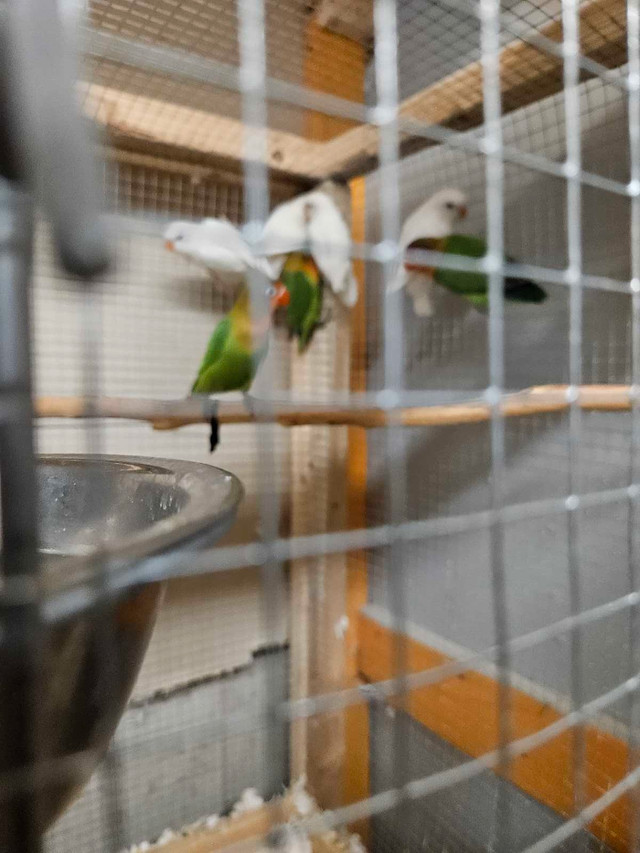 inséparables  dans Oiseaux à adopter  à Laval/Rive Nord - Image 2