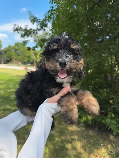 Mini Bernedoodle Pups Happy & Healthy, View more