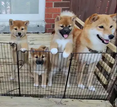 Purebred Shiba Inu Puppies, View more