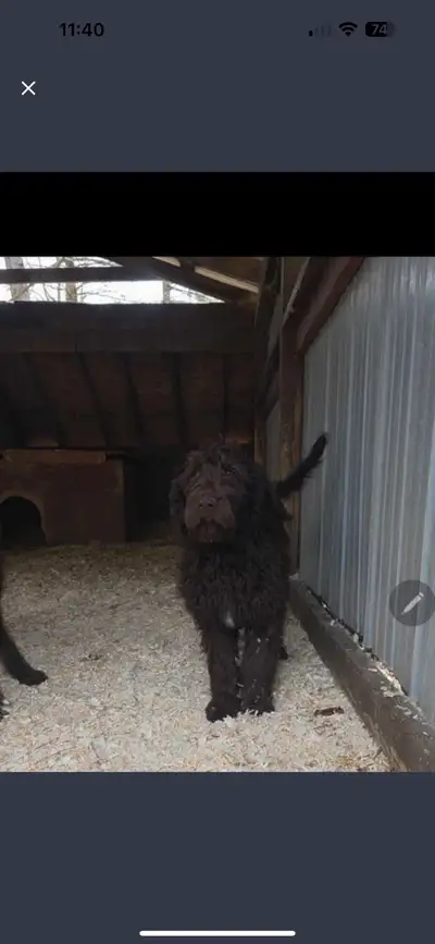 7 month old male chocolate labradoodle needs to be rehomed. He would do amazing with a home with a b...