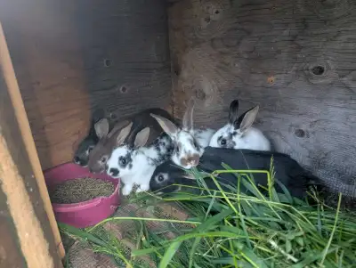 Baby bunnies, View more