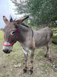 Donkey for sale