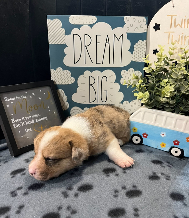 Only 1 left- Cardigan Welsh Corgi Puppies- King  Royalty!! in Dogs & Puppies for Rehoming in Truro - Image 2