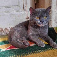 Adoption pending- grey Scottish Fold mixed  cat forcadoption